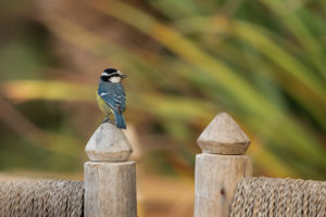 African Blue Tit (Cyanistes teneriffae)