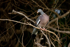Common Wood-Pigeon (Columba palumbus)