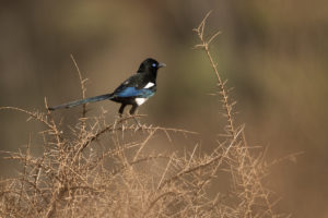 Maghreb Magpie (Pica mauritanica)