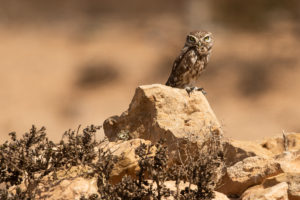 Little Owl (Athene noctua saharae)