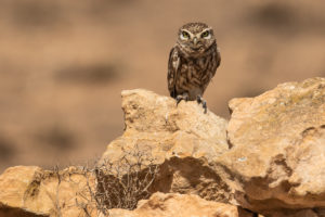 Little Owl (Athene noctua saharae)