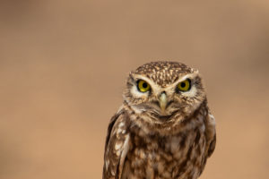 Little Owl (Athene noctua saharae)