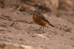 Moussier’s Redstart (Phoenicurus moussieri)