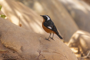 Moussier’s Redstart (Phoenicurus moussieri)