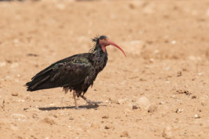 Northern Bald Ibis (Geronticus eremita)