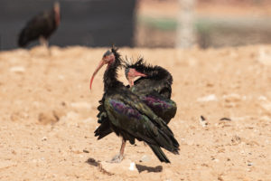 Northern Bald Ibis (Geronticus eremita)