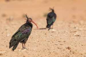 Northern Bald Ibis (Geronticus eremita)