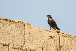 Spotless Starling (Sturnus unicolor)