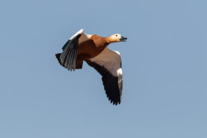 Ruddy Shelduck (Tadorna ferruginea)