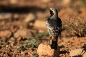 Red-rumped Wheatear (Oenanthe moesta)