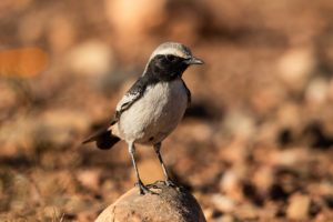 Red-rumped Wheatear (Oenanthe moesta)