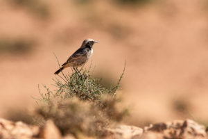 Red-rumped Wheatear (Oenanthe moesta)