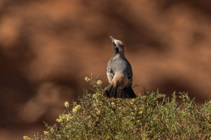 Red-rumped Wheatear (Oenanthe moesta)