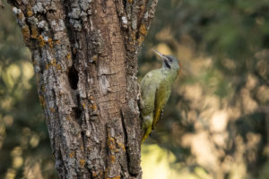 Levaillant’s Woodpecker (Picus vaillantii)