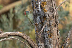 Levaillant’s Woodpecker (Picus vaillantii)
