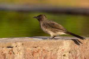 Common Bulbul (Common) (Pycnonotus barbatus barbatus)