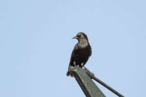 Spotless Starling (Sturnus unicolor)