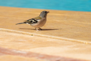 Common Chaffinch (African) (Fringilla coelebs africana)