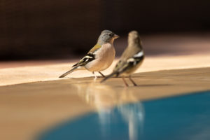 Common Chaffinch (African) (Fringilla coelebs africana)