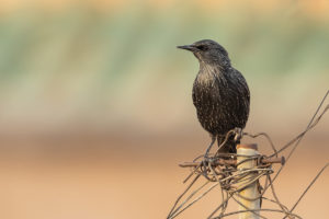 Spotless Starling (Sturnus unicolor)