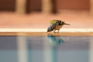 Common Chaffinch (African) (Fringilla coelebs africana)