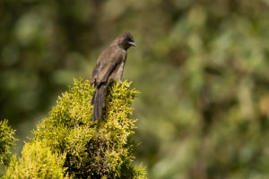 Common Bulbul (Common) (Pycnonotus barbatus barbatus)