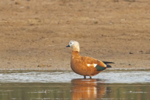 Ruddy Shelduck (Tadorna ferruginea)