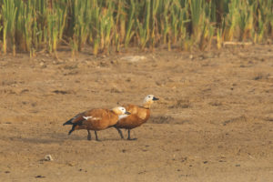 Ruddy Shelduck (Tadorna ferruginea)