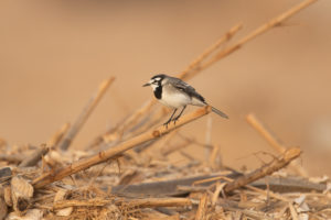 White Wagtail (Moroccan) (Motacilla alba subpersonata)