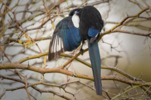 Maghreb Magpie (Pica mauritanica)