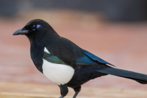 Maghreb Magpie (Pica mauritanica)