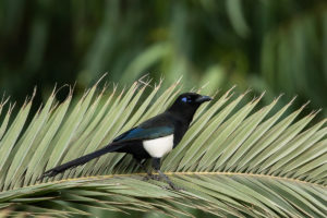 Maghreb Magpie (Pica mauritanica)