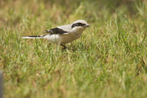 Great Gray Shrike (Lanius excubitor)