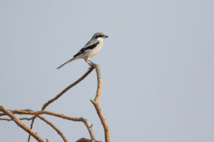 Great Gray Shrike (Lanius excubitor)