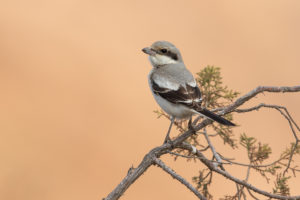 Great Gray Shrike (Lanius excubitor)