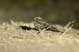 Sombre Nightjar (Caprimulgus fraenatus)