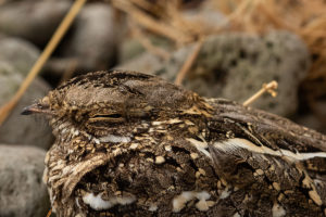 Long-tailed Nightjar (Caprimulgus climacurus)