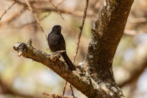 Northern Black-Flycatcher (Melaenornis edolioides)