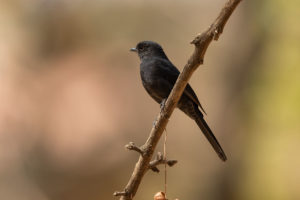 Northern Black-Flycatcher (Melaenornis edolioides)