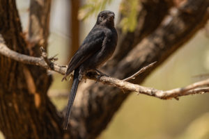 Northern Black-Flycatcher (Melaenornis edolioides)