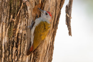 Mountain Gray Woodpecker (Chloropicus spodocephalus)