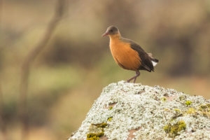 Rouget’s Rail (Rougetius rougetii)