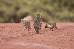 Chestnut-naped Francolin (Pternistis castaneicollis)