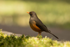 Abyssinian Thrush (Turdus abyssinicus)