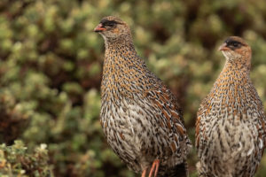 Chestnut-naped Francolin (Pternistis castaneicollis)