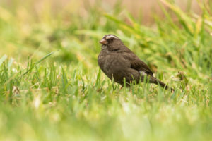 Brown-rumped Seedeater (Crithagra tristriata)