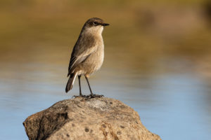 Moorland Chat (Pinarochroa sordida)