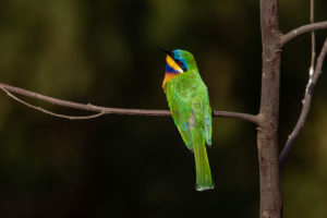 Blue-breasted Bee-eater (Merops variegatus)