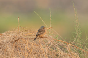 Cretzschmar’s Bunting (Emberiza caesia)