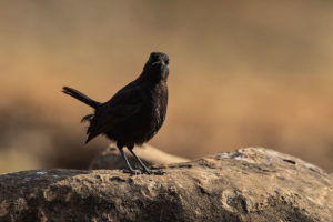 Rüppell’s Chat (Myrmecocichla melaena)